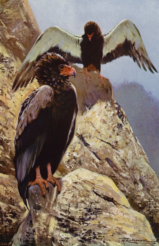 Bateleur Eagle alkotó: after Wilhelm Kuhnert