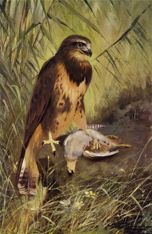 Ölyv alkotó: after Wilhelm Kuhnert