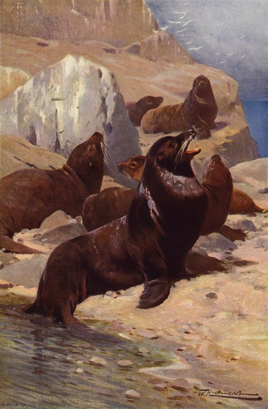 Kaliforniai oroszlánfóka alkotó: after Wilhelm Kuhnert