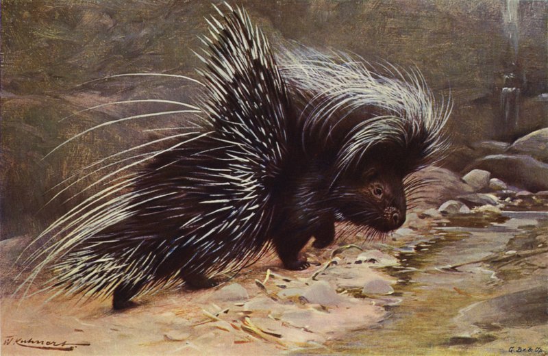 Tajtékos disznó alkotó: after Wilhelm Kuhnert