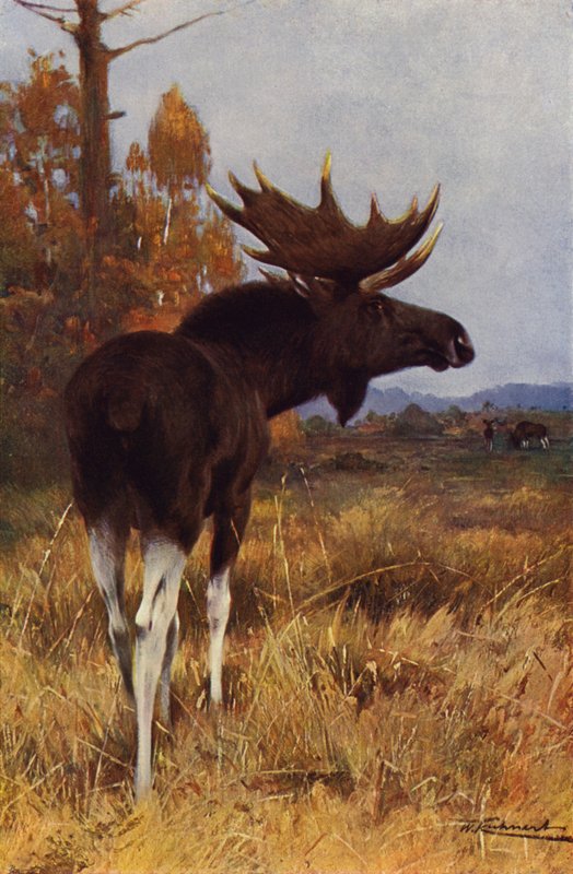 Elk vagy jávorszarvas alkotó: after Wilhelm Kuhnert