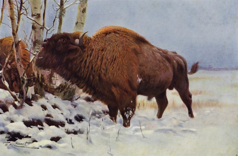 Európai bölény alkotó: after Wilhelm Kuhnert