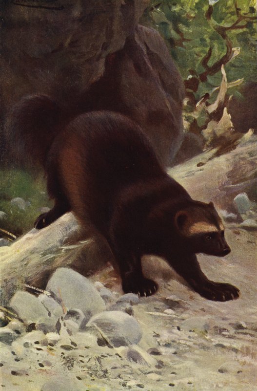 Falánk vagy Wolverine alkotó: after Wilhelm Kuhnert
