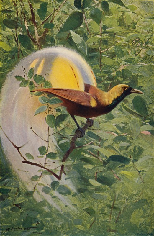 Nagy Paradicsommadár alkotó: after Wilhelm Kuhnert
