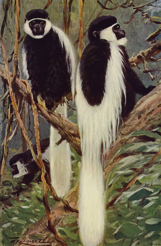 Guereza alkotó: after Wilhelm Kuhnert
