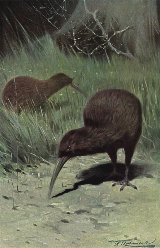 Kiwi alkotó: after Wilhelm Kuhnert