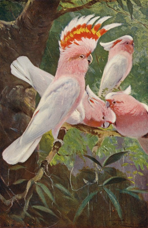 Leadbeaters kakadu alkotó: after Wilhelm Kuhnert