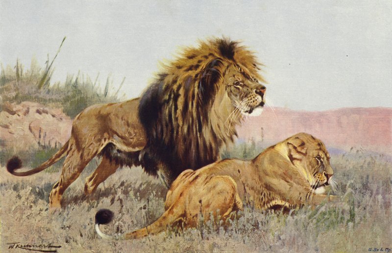 Oroszlán és Oroszlán alkotó: after Wilhelm Kuhnert