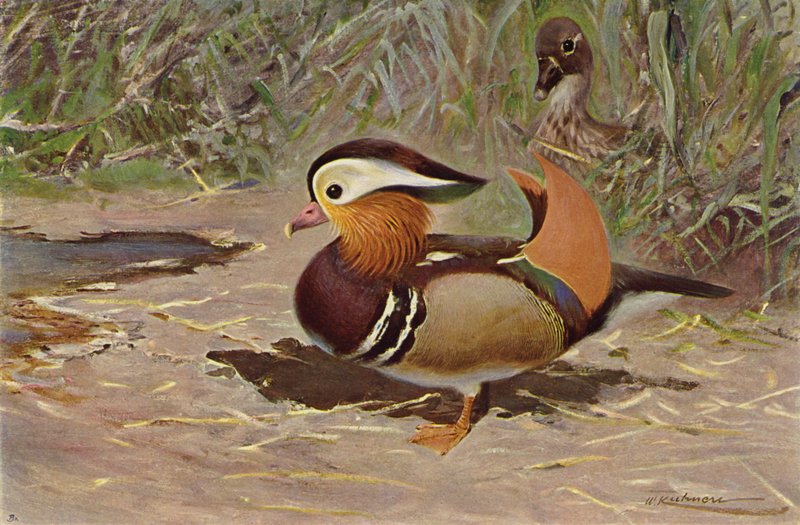 Mandarin kacsa alkotó: after Wilhelm Kuhnert