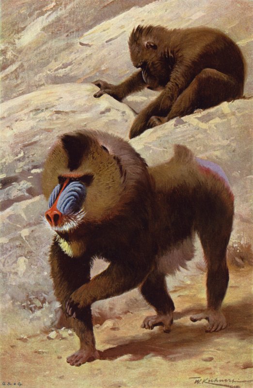 Mandrill alkotó: after Wilhelm Kuhnert