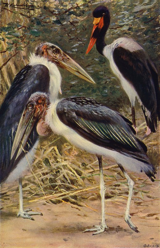 Marabou és Jabiru alkotó: after Wilhelm Kuhnert