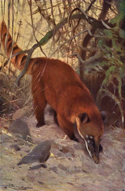 Red Coati alkotó: after Wilhelm Kuhnert