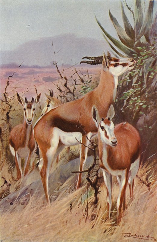 Springbok alkotó: after Wilhelm Kuhnert