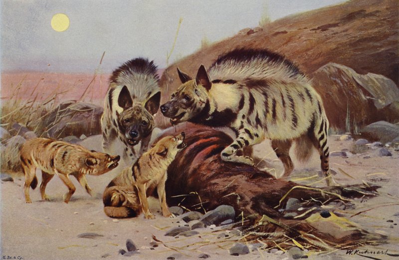 Csíkos hiéna és sakál alkotó: after Wilhelm Kuhnert