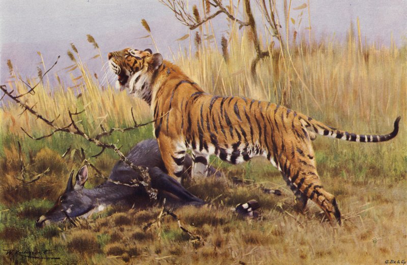 Tigris alkotó: after Wilhelm Kuhnert
