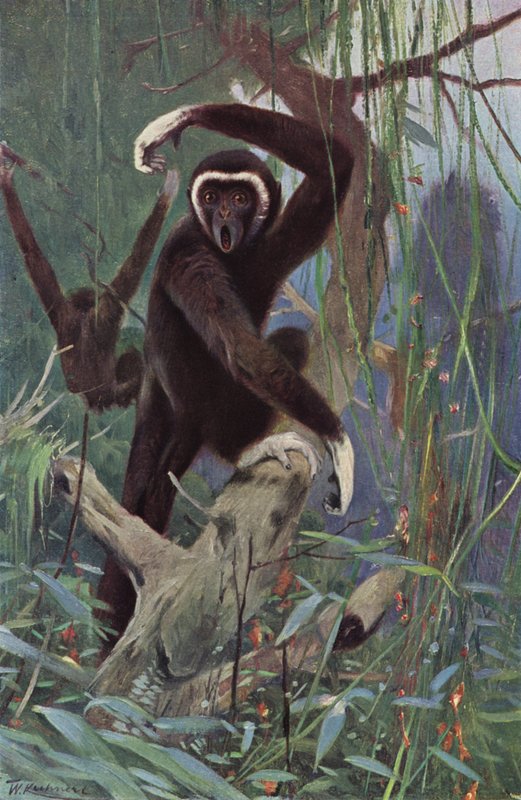 Fehérkezű Gibbon alkotó: after Wilhelm Kuhnert