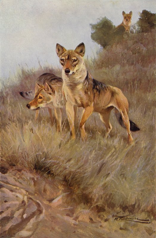 Farkas alkotó: after Wilhelm Kuhnert