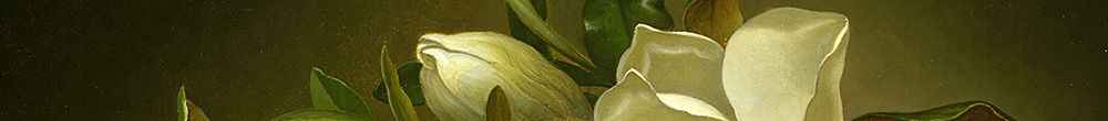 Magnóliák arany bársonyszöveten (Martin Johnson Heade)
