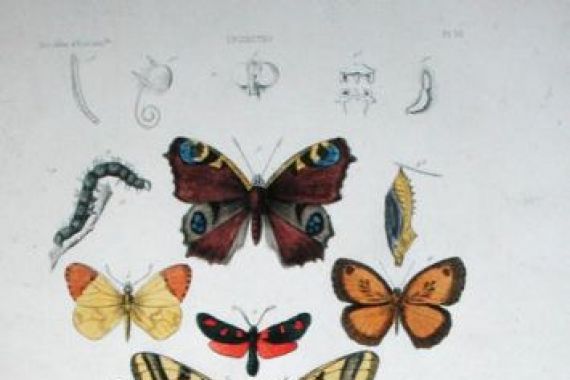 A. Baron