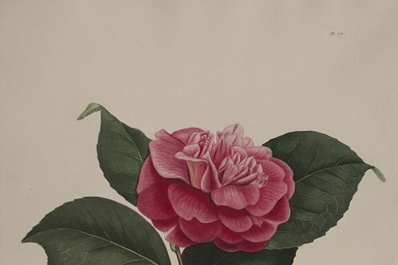 Abbé Laurent Berlèse
