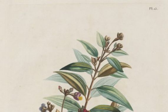 Alexander, Freiherr von Humboldt