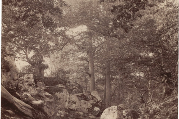 Alphonse Francois Jeanrenaud
