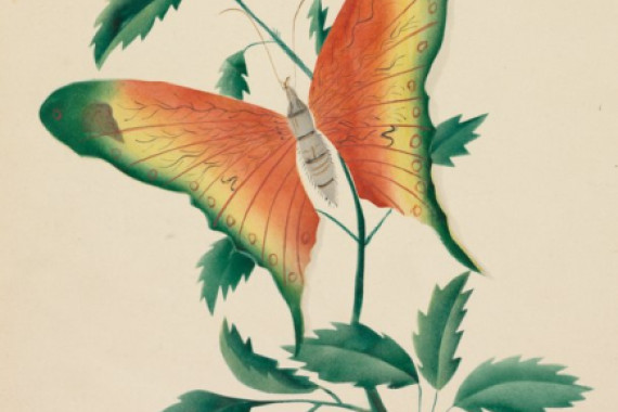 Altha Mary Nims