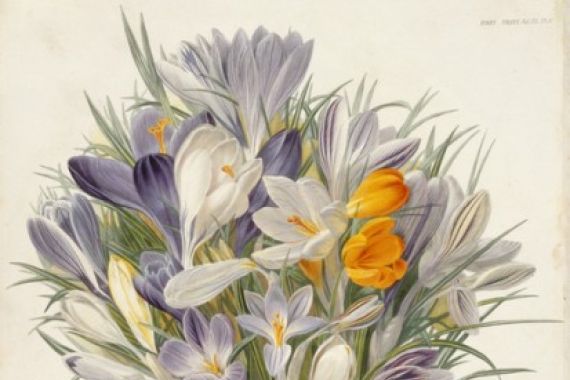 Charles John Robertson