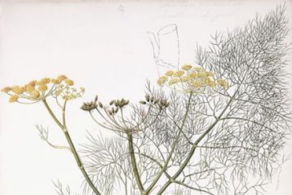 Charlotte Strickland