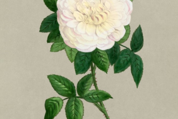 F. Grobon