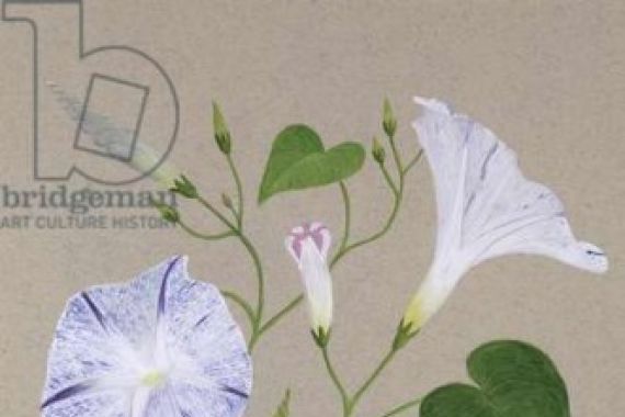 Frances Buckland