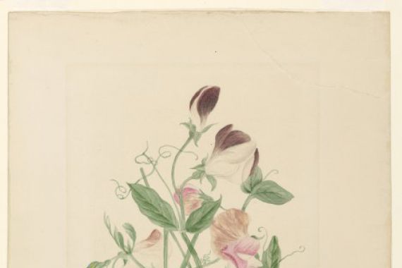 Henrietta Benson Homer