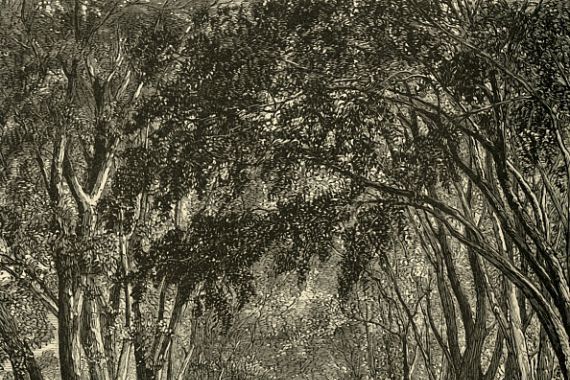 Henry Duff Linton