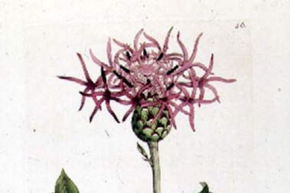 J. and Smith J.E. Sowerby