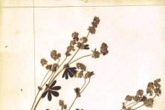 Jean Jacques Rousseau