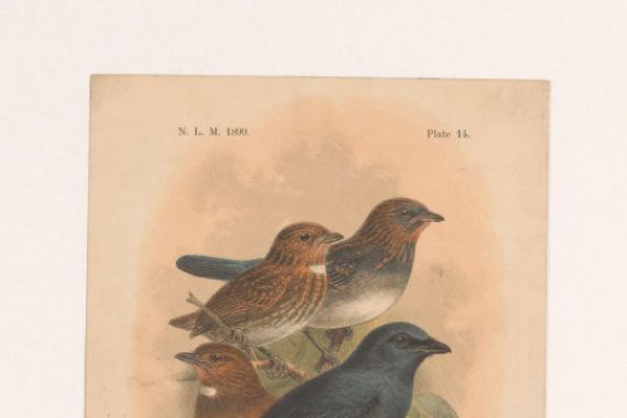 Johannes Gerardus Keulemans