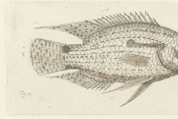 Johannes le Francq van Berkhey