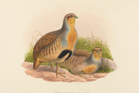 John Gould and H.C. Richter