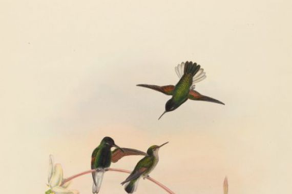 John Gould and W. Hart