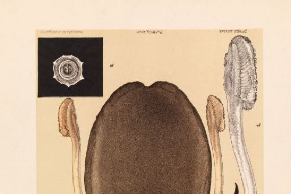 John James Wild