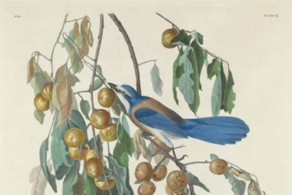 John James after Audubon