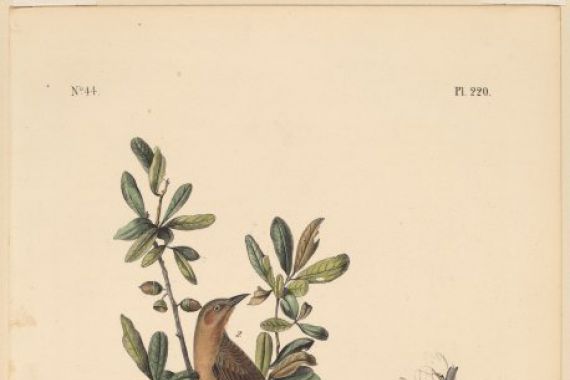 John T. Bowen, after John James Audubon