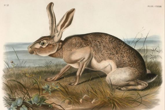 John Woodhouse Audubon