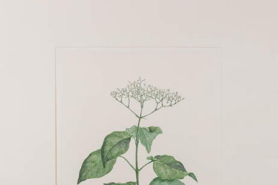 Joseph Banks