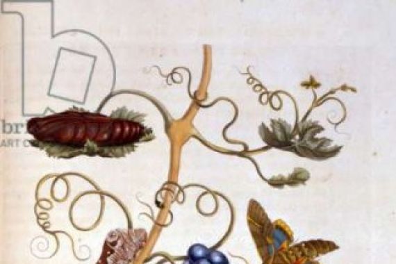 Maria Sibylla Graff after Merian