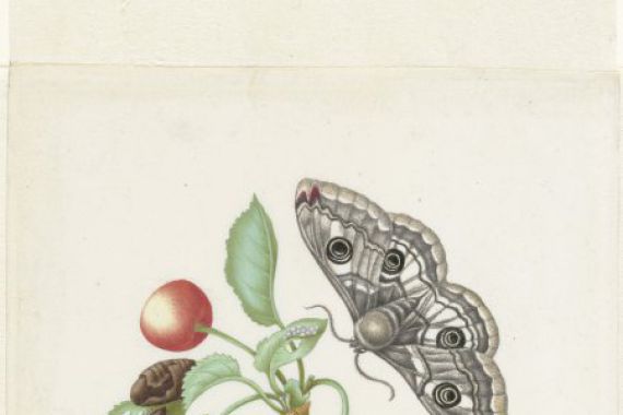 Maria Sibylla Merian (workshop of)