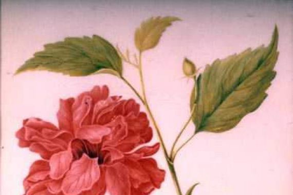 Mary Granville (attr.) Delany