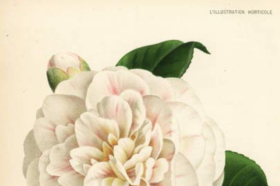P. De Pannemaeker