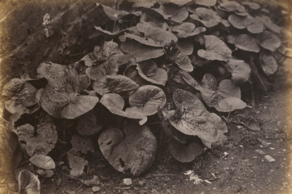 Robert Burrows