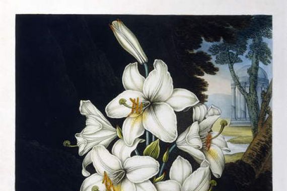 Robert John (after) Thornton